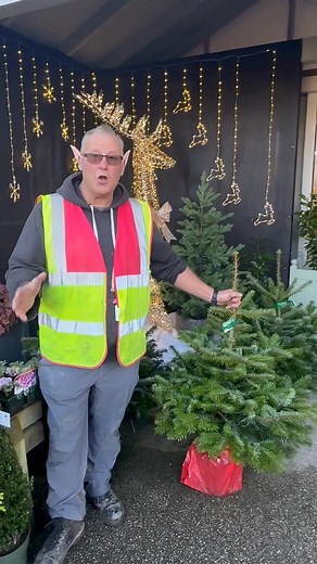 Our lovely pot grown Christmas trees have arrived 🤩🎄 #Christmas | Felin Garden Centre & Nurseries
