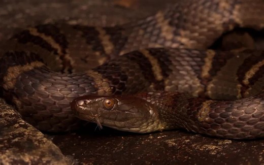 香港夜色下的环纹华游蛇 Diamond-Backed Water Snake Hong Kong Snakes 4K