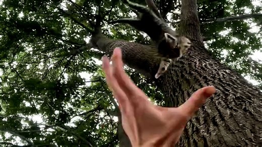 Kitten Stuck On Tree 40 Feet Up Makes A Jump For It