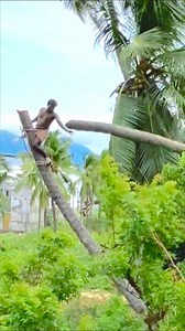 3K views · 25 reactions | 8610339350 tree cutter Suyambu | top tree cutter | tree removal | Tree Cutter Suyambu | Facebook