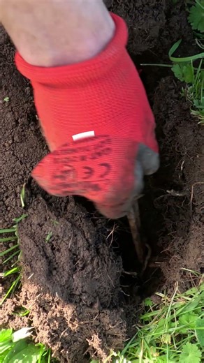 🎯 Putange Mole Trap: What to do when the tunnel forks? (Fatal mistake to avoid)