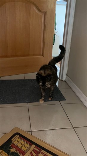 Happy Cat Collection on Reels