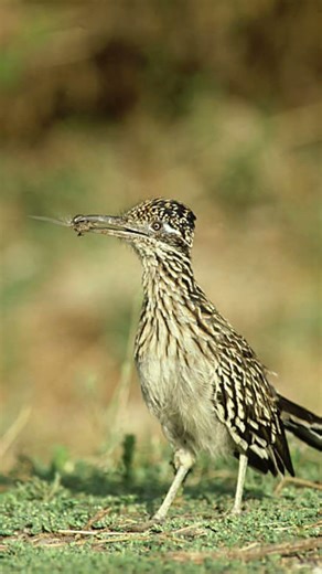 Roadrunner is the faster runner bird in the World | #coverthefacts