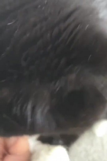 Other than the buttons, Bjørn isn't usually a very "talkative" cat. We're still trying to teach our new kitten how to use the buttons which is why they only have the option of one button in this video. His "Nom" is too cute not to share. #buttontraining #justababy #happycat #treatyourpet #nomnom #talkingcatsoftiktok #snack | Bjorns Buttons