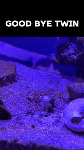 Sam on Instagram: "i’m outta here twin #reef #reeftank #marinebiology #jellyfish #aquaculture"