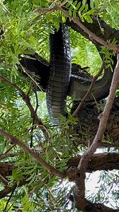 8.7M views · 56K reactions | snake release / don’t copy #snakes #reels2024 #reelsvideo #shyamgovindsar #reelsfb #reelsviral #reels #virel | Shyam govindsar | Facebook