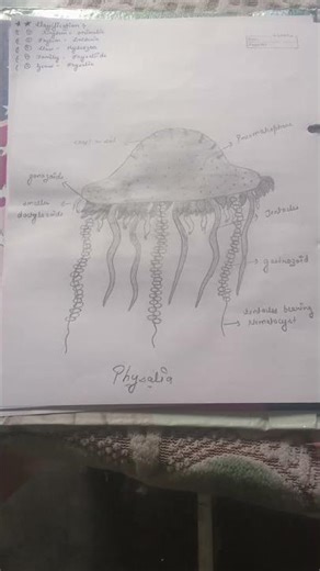 ## physalia ## phylum cnidaria ## zoology ## practical work for more videos stay on the channel