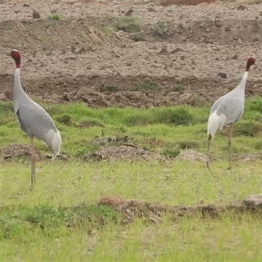Sarus Cranes And Chemical Spray #saruscrane #pesticides
