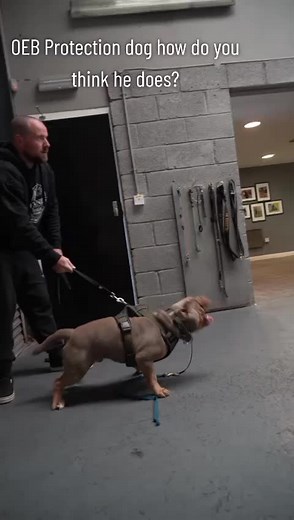 OEB Protection Dog: Assessing His Abilities