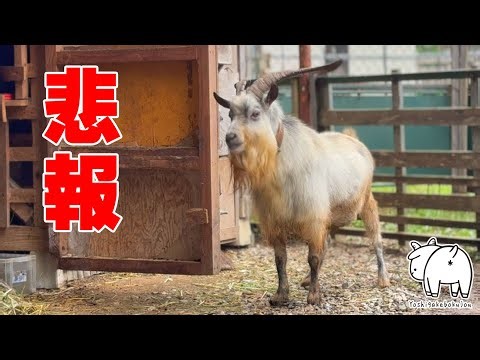 【悲報】緊急で動画を回しています 2025年10月8日 吉がけ牧場 #goats #ヤギ