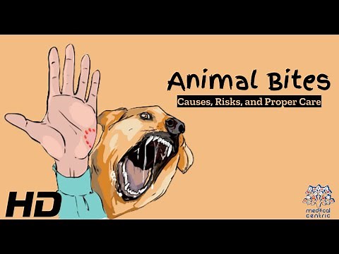 Animal Bites Demystified: What You Need to Know for Your Safety
