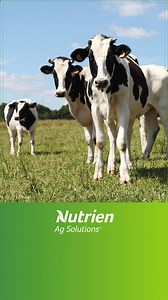 The Market Report for today's Dairy Store Sale at Boyanup - Friday 7th November, 2025. For all the quotations, see the comments... | Nutrien Livestock & Breeding WA