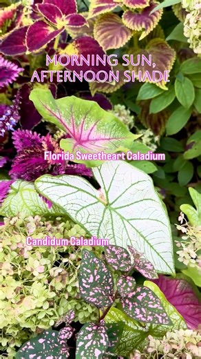 A Kaleidoscope of Colors: Coleus, Caladium, Hydrangeas