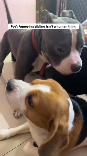 Hilarious Beagle Pitbull Mix Discussion | Dog Memes