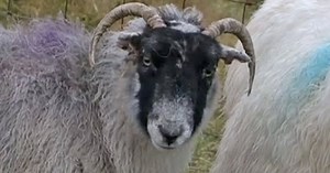 10 Unusual Stories And Studies Involving Sheep