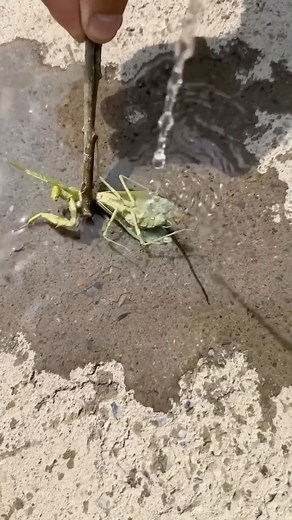 Stop Doomscrolling | Stay Focused on Instagram: "Do the thing you’ve been putting off. Comment ‘Yes’ and I’ll halve your screen time. How Breaktime works: • Block distracting apps 24/7 • Set a time limit every time you open them • Blocked automatically when your time is up • Delay before every unlock #reels #funny #fails #humor #funnyvideo #reelviral #fyp #fypシ #fypage #instagram #instagood #insta #explore #reel #reelsinstag #goodvibes #detox #détox #antibrainrot #brainrot #screentime"