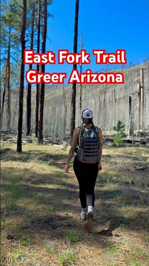 East Fork Trail in Greer, AZ didn’t disappoint! 🌲🦃 #hiking #wildlife