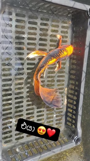 Discover the Beauty of Rare Butterfly Koi Fish