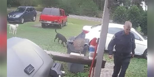 Woman accused of posing as animal control officer, threatening to shoot animals