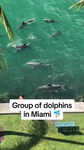 Amazing spotting of a group of dolphins in Miami 🐬 There’s no place like Miami! More on IG - livinmiami305 📸: @modanorthbayvillage on IG #miamilife #miamiliving #miami #miamiflorida #miamivibes #miamidolphins