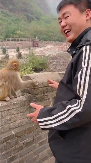 The little monkey caught the poop with his hands, haha