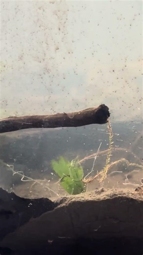 Unknown micro organism weird worm/eel like creature can anyone tell me what this is?