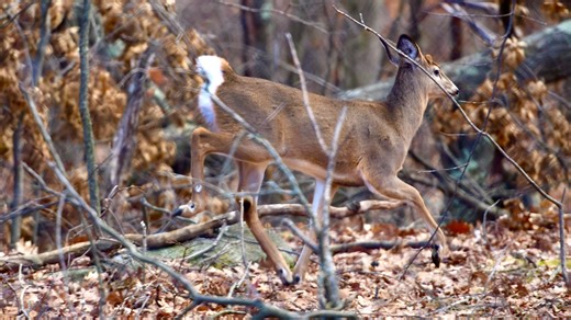 Deer mating season spikes deer-vehicle traffic accidents. Here's where they're most common