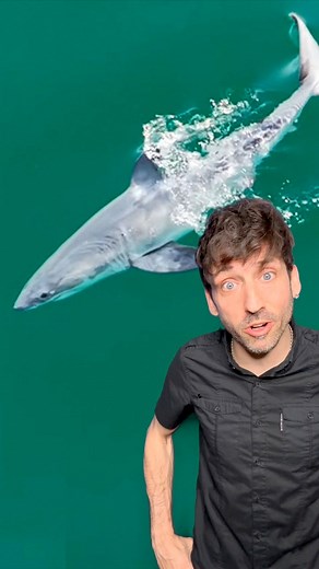 First ever newborn great white spotted 👀 #shark | Odd Danny