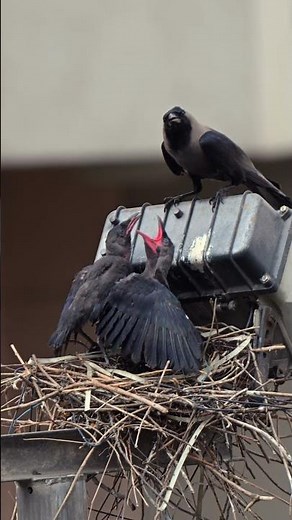 House Crow Feeding Chicks | Parental Care & Nesting Behavior