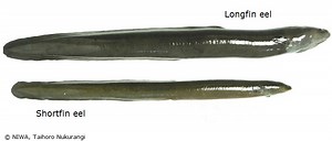 Longfin eels