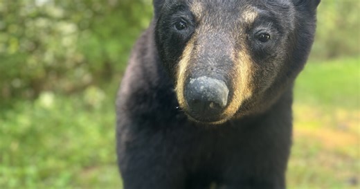 Bears spotted in Virginia Beach, Chesapeake neighborhoods; Be bear-y careful if you see one