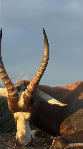 Hunting Blesbuck with Sup Africa Safaris #hunting