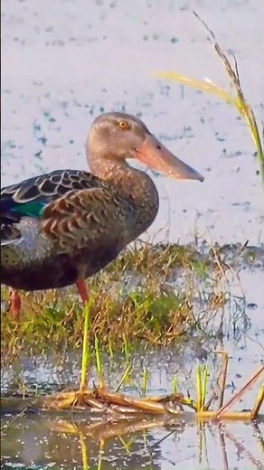 Northern Shoveler Duck 🦆 | Nature’s Unique Beauty
