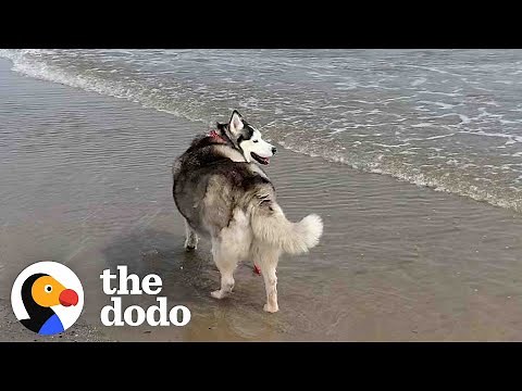 Obese Husky Makes The Most Beautiful Transformation Thanks To Her New Mom | The Dodo
