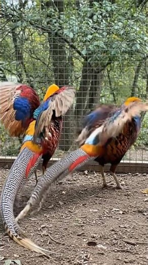 #poule #nature #brahma #oeuf #coq #ferme #chicken #poultry #rooster #aviculture #pheasant #usa #typ