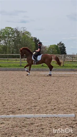 18K views · 163 reactions | Vogue feeling fabulous training with Becky Moody Dressage today 李 So excited for the future! Finesse Bridles Fae Loudoun Photography Animals First Hartcliff Stud Supreme Sport Horses Essex and Suffolk Equine Vets Childeric UK Feedmark Vikander | Darling Dressage | Facebook