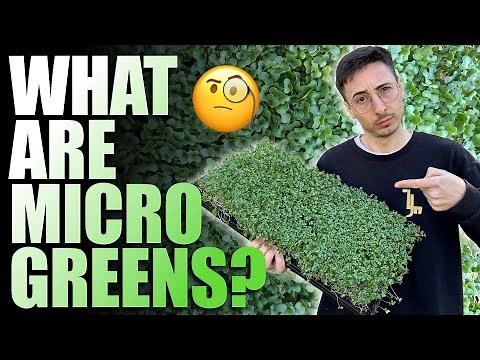 What Are Microgreens? (Full Explanation)
