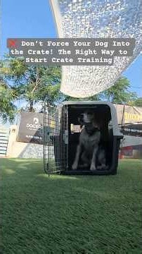 First Box Training Lesson! How to Teach Your Dog to Love the Crate/Box (Step by Step)