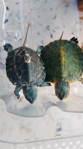 The Adorable Brazilian Turtle: Nature's Lovable Creature