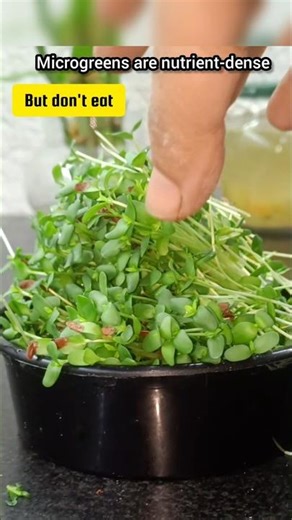 Eating Microgreens? Tips #shortsfeed