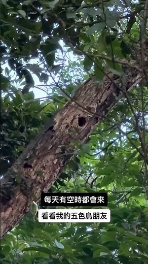 每天有空時都會來看看我的五色鳥朋友｜#啄木鳥 #擬啄木 #五色鳥