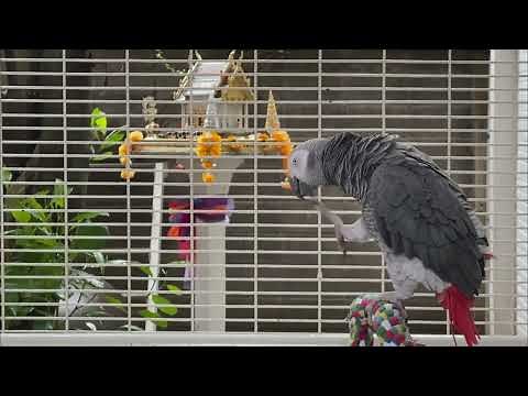 beautiful African gray parrot - 30 min African gray parrot singing
