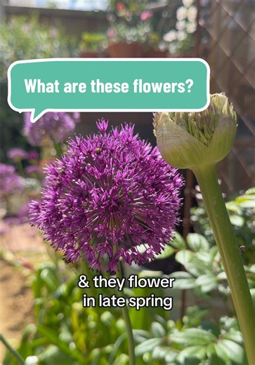 Alliums: Perennial Garden Flowers for Bees