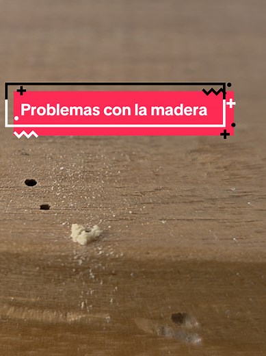 Cómo identificar y controlar bichos que se comen la madera