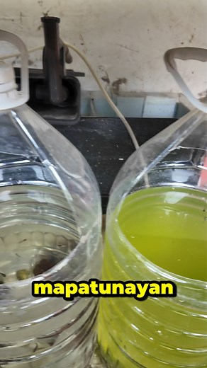 1.5M views · 10K reactions | Clear vs Green Water #fishkeepinghobby #aquariumhobby #fishkeeping #learnfishkeeping | Bits n' Fishes | Facebook