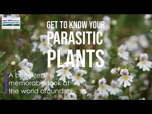 Get to know your parasitic plants