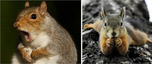5 Types of Squirrels That Live in California! (2025)
