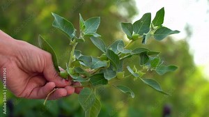 Ashwagandha known as Withania somnifera plant growing. Indian powerful herbs, poison gooseberry, or winter cherry. Ashwagandha is herb benefits for weight loss, healthcare and reduce stress