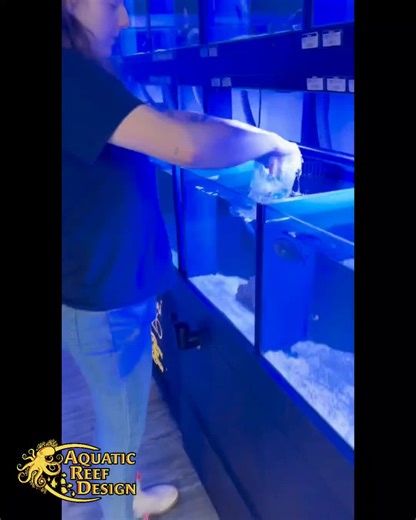 At Aquatic Reef Design, we do not recommend drip acclimation for new fish. In the long run, it can cause ammonia to spike in the bag and create unnecessary stress. Instead, we focus on a safer, less stressful acclimation method to give your fish the best possible start in their new home. 🐠 Healthy fish start with proper care from day one. #AquaticReefDesign #OcalaReef #ReefSafe #FishCare #SaltwaterFish