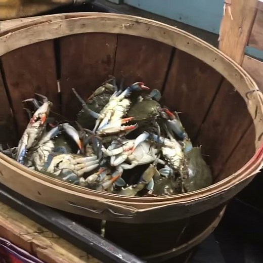 Crabs in a bucket